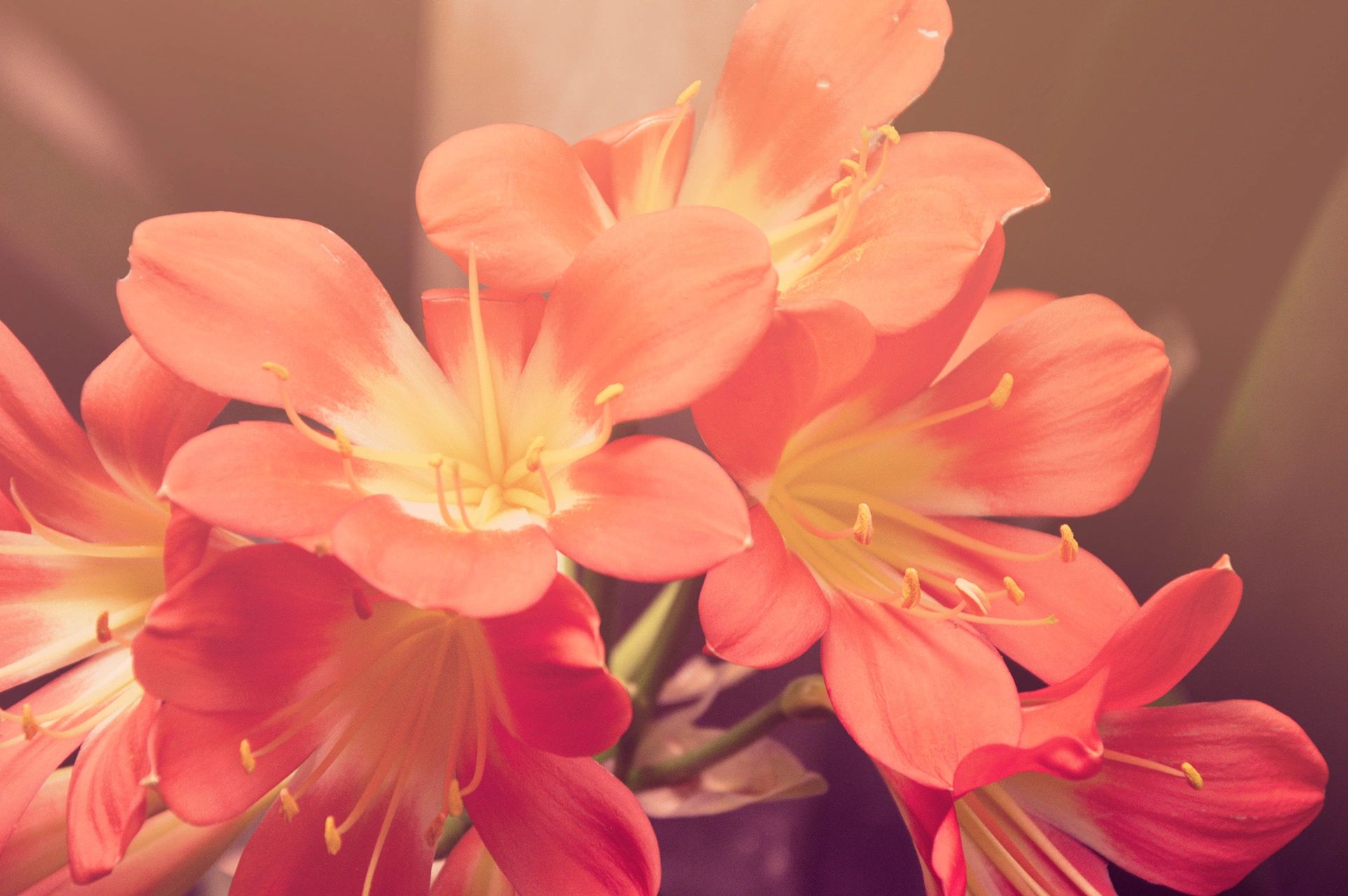 Close-up of vibrant orange Clivia miniata flowers in soft sunlight